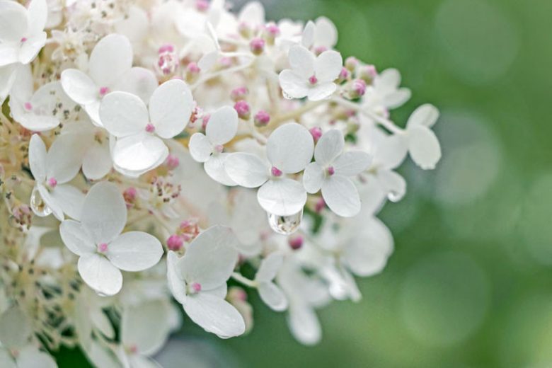 Middle South Hydrangeas, South Hydrangea, South Mophead Hydrangeas, South Lacecap Hydrangeas, South Mountain Hydrangeas, South Oakleaf Hydrangeas
