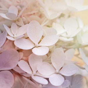 New England Hydrangeas, New England Hydrangea, New England Mophead Hydrangeas, New England Lacecap Hydrangeas, New England Mountain Hydrangeas, New England Oakleaf Hydrangeas