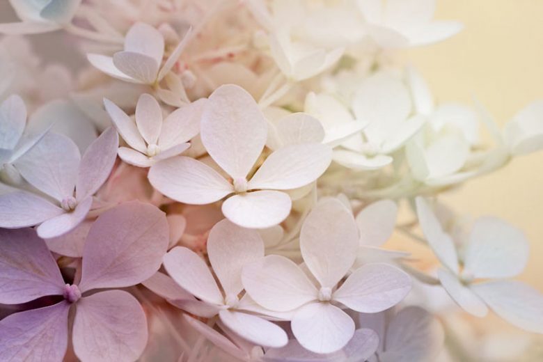 New England Hydrangeas, New England Hydrangea, New England Mophead Hydrangeas, New England Lacecap Hydrangeas, New England Mountain Hydrangeas, New England Oakleaf Hydrangeas