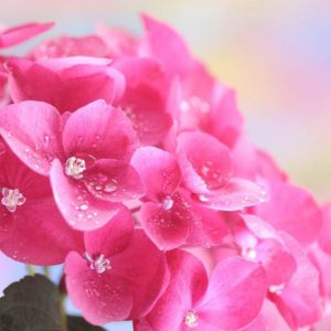 Pacific Northwest Hydrangeas, Pacific Northwest Hydrangea, Pacific Northwest Mophead Hydrangeas, Pacific Northwest Lacecap Hydrangeas, Pacific Northwest Mountain Hydrangeas, Pacific Northwest Oakleaf Hydrangeas