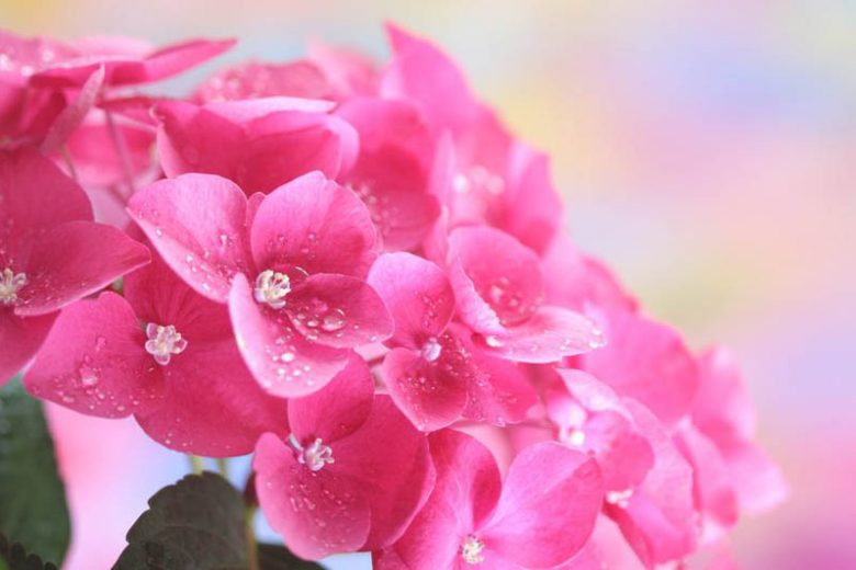 Pacific Northwest Hydrangeas, Pacific Northwest Hydrangea, Pacific Northwest Mophead Hydrangeas, Pacific Northwest Lacecap Hydrangeas, Pacific Northwest Mountain Hydrangeas, Pacific Northwest Oakleaf Hydrangeas