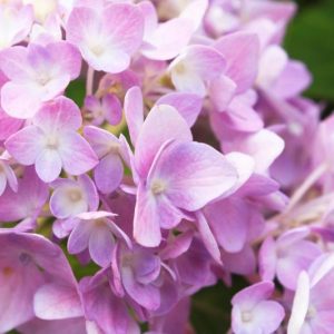 Upper South Hydrangeas, South Hydrangea, South Mophead Hydrangeas, South Lacecap Hydrangeas, South Mountain Hydrangeas, South Oakleaf Hydrangeas