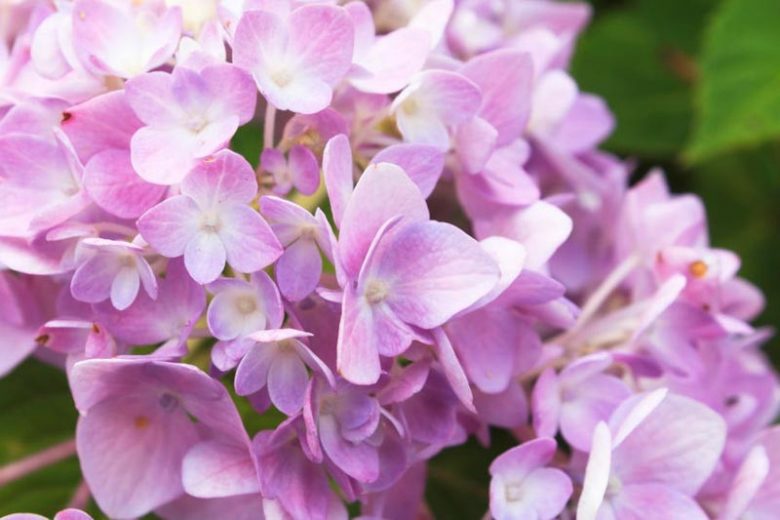 Upper South Hydrangeas, South Hydrangea, South Mophead Hydrangeas, South Lacecap Hydrangeas, South Mountain Hydrangeas, South Oakleaf Hydrangeas