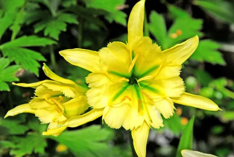 Hymenocallis 'Sulphur Queen' , Peruvian Daffodil 'Sulphur Queen', Spider Lily 'Sulphur Queen', Ismene 'Sulphur Queen', summer flowers, Fragrant flowers, Yellow Flowers