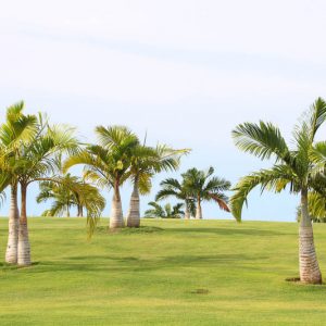 Hyophorbe lagenicaulis, Bottle Palm, Drought tolerant tree, Palm Tree