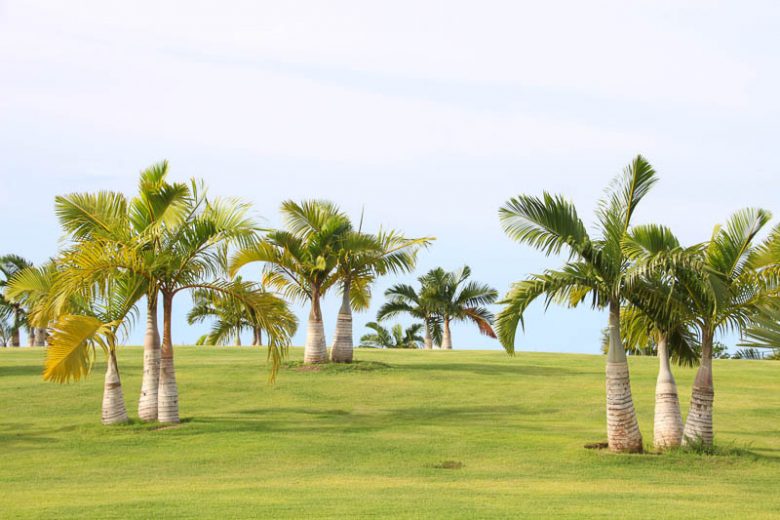 Hyophorbe lagenicaulis, Bottle Palm, Drought tolerant tree, Palm Tree