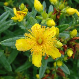 Hypericum Kalmianum Cobalt-n-Gold™, Kalm St. John's Wort Cobalt-n-Gold™, Evergreen Shrub, yellow flowers, Hypericum, St John's Wort, Blue Foliage, Yellow Flowers,
