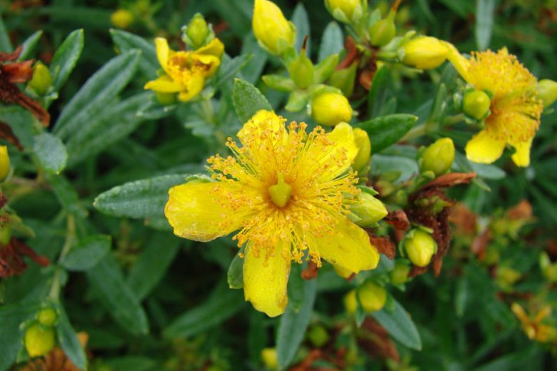 Hypericum Kalmianum Cobalt-n-Gold™, Kalm St. John's Wort Cobalt-n-Gold™, Evergreen Shrub, yellow flowers, Hypericum, St John's Wort, Blue Foliage, Yellow Flowers,