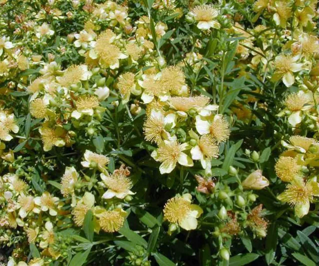 Hypericum Kalmianum, Kalm St. John's Wort, Evergreen Shrub, yellow flowers, Hypericum, St John's Wort