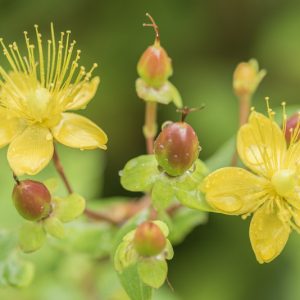 Hypericum androsaemum, Sweet Amber, Tutsan, Balm of the Warrior's Wounds , Park Leaves  Evergreen Shrub, yellow flowers, Hypericum, St John's Wort