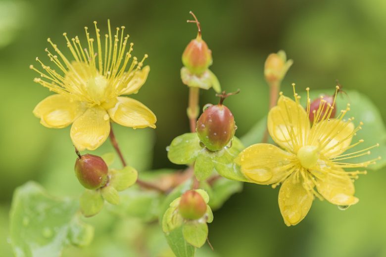 Hypericum androsaemum, Sweet Amber, Tutsan, Balm of the Warrior's Wounds , Park Leaves  Evergreen Shrub, yellow flowers, Hypericum, St John's Wort
