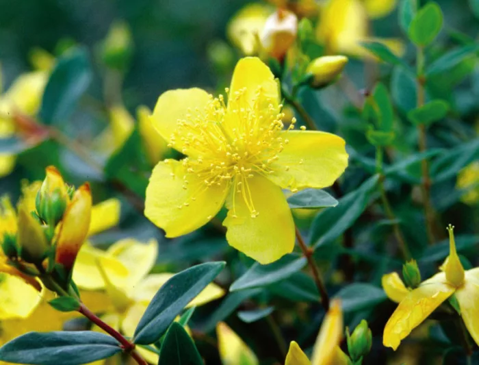 Hypericum frondosum 'Sunburst', St. John's Wort 'Sunburst', Evergreen Shrub, yellow flowers, Hypericum, St John's Wort