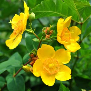 Hypericum x hidcoteense 'Hidcote', St. John's Wort 'Hidcote', Hypericum patulum 'Hidcote', Hypericum 'Hidcote', Hypericum 'Hidcote Gold', Evergreen Shrub, yellow flowers, Hypericum, St John's Wort