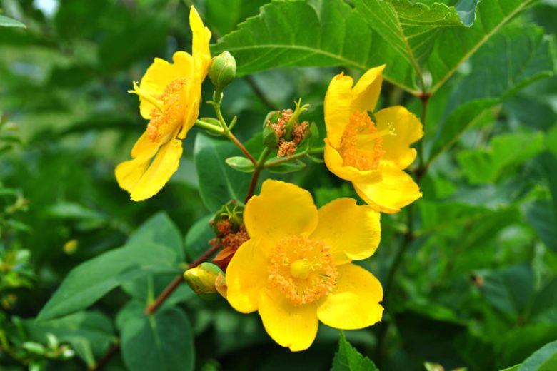 Hypericum x hidcoteense 'Hidcote', St. John's Wort 'Hidcote', Hypericum patulum 'Hidcote', Hypericum 'Hidcote', Hypericum 'Hidcote Gold', Evergreen Shrub, yellow flowers, Hypericum, St John's Wort