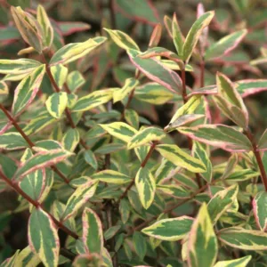 Hypericum x moserianum 'Tricolor', St. John's Wort 'Tricolor', Evergreen Shrub, yellow flowers, Variegated foliage, Variegated shrub, Hypericum, St John's Wort
