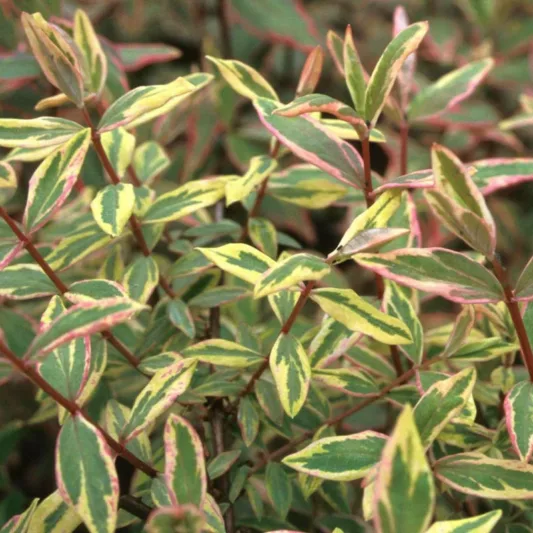 Hypericum x moserianum 'Tricolor', St. John's Wort 'Tricolor', Evergreen Shrub, yellow flowers, Variegated foliage, Variegated shrub, Hypericum, St John's Wort