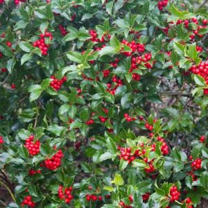Ilex x Meserveae 'Blue Princess', Blue Holly 'Blue Princess', red berries, evergreen shrub, Aquifoliaceae, Berry, holly, Ilex, winter shrub