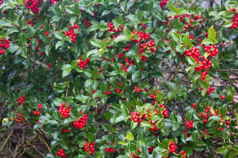 Ilex x Meserveae 'Blue Princess', Blue Holly 'Blue Princess', red berries, evergreen shrub, Aquifoliaceae, Berry, holly, Ilex, winter shrub