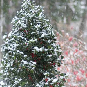 Ilex x Meserveae Castle Spire®, Blue Holly Castle Spire®, red berries, evergreen shrub, Aquifoliaceae, Berry, holly, Ilex, winter shrub