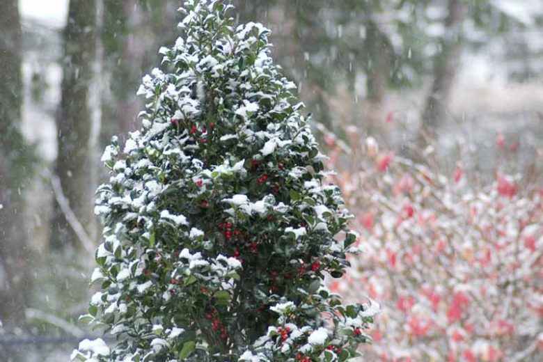 Ilex x Meserveae Castle Spire®, Blue Holly Castle Spire®, red berries, evergreen shrub, Aquifoliaceae, Berry, holly, Ilex, winter shrub