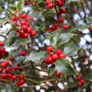 Ilex Red Beauty, Holly 'Red Beauty', Red Beauty Holly, red berries, evergreen shrub, Aquifoliaceae, Berry, holly, Ilex, winter shrub, Ilex Rutzan
