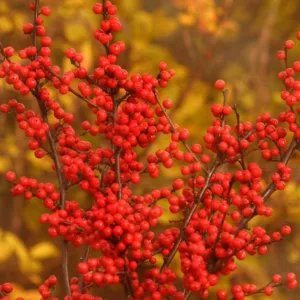Ilex Verticillata Berry Heavy®, Winterberry Berry Heavy®, red berries, evergreen shrub, American winterberry, Aquifoliaceae, Berry, holly, Ilex, winter shrub