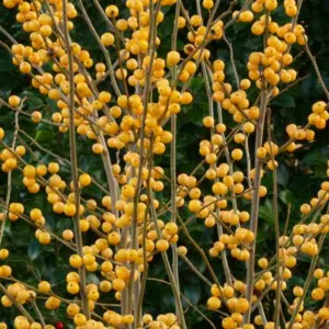 Ilex Verticillata Berry Heavy® Gold, Winterberry Berry Heavy® Gold, Yellow berries, evergreen shrub, American winterberry, Aquifoliaceae, Berry, holly, Ilex, winter shrub