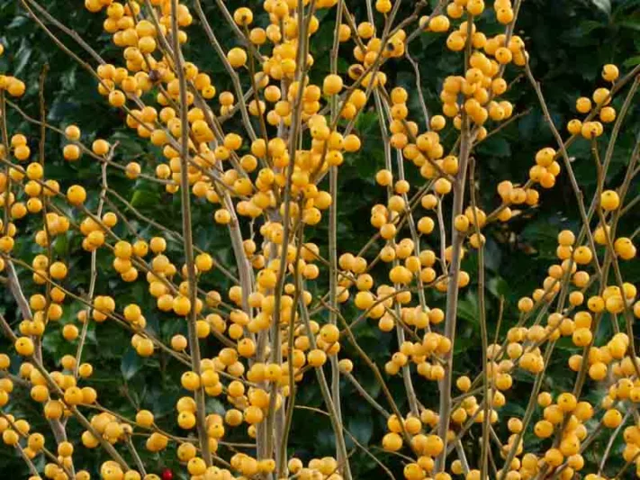 Ilex Verticillata Berry Heavy® Gold, Winterberry Berry Heavy® Gold, Yellow berries, evergreen shrub, American winterberry, Aquifoliaceae, Berry, holly, Ilex, winter shrub