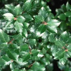 Ilex Verticillata 'Jim Dandy', Winterberry 'Jim Dandy', red berries, evergreen shrub, American winterberry, Aquifoliaceae, Berry, holly, Ilex, winter shrub