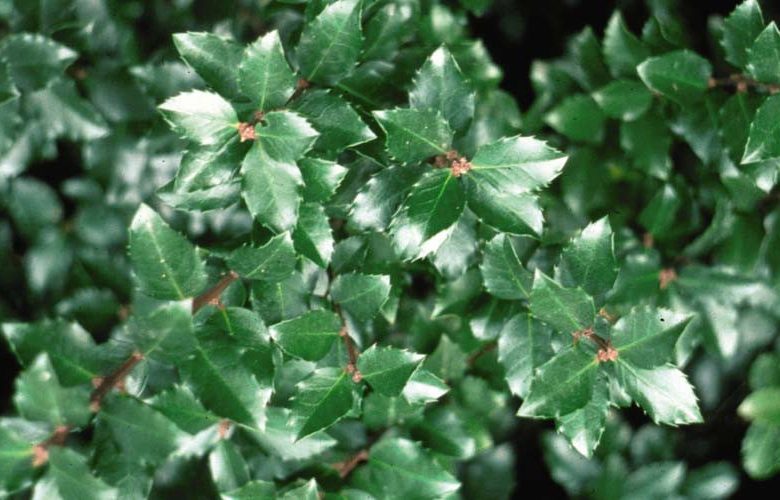 Ilex Verticillata 'Jim Dandy', Winterberry 'Jim Dandy', red berries, evergreen shrub, American winterberry, Aquifoliaceae, Berry, holly, Ilex, winter shrub