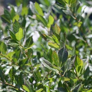 Ilex Verticillata Little Goblin® Guy, Winterberry Little Goblin® Guy, red berries, evergreen shrub, American winterberry, Aquifoliaceae, Berry, holly, Ilex, winter shrub