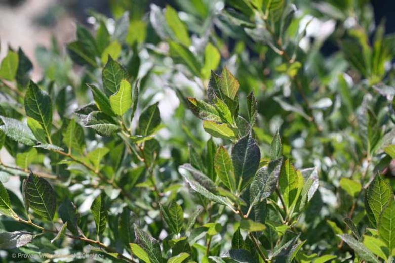 Ilex Verticillata Little Goblin® Guy, Winterberry Little Goblin® Guy, red berries, evergreen shrub, American winterberry, Aquifoliaceae, Berry, holly, Ilex, winter shrub