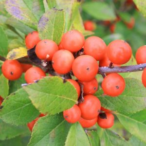 Ilex Verticillata Little Goblin® Orange, Winterberry Little Goblin® Orange, orange berries, evergreen shrub, American winterberry, Aquifoliaceae, Berry, holly, Ilex, winter shrub