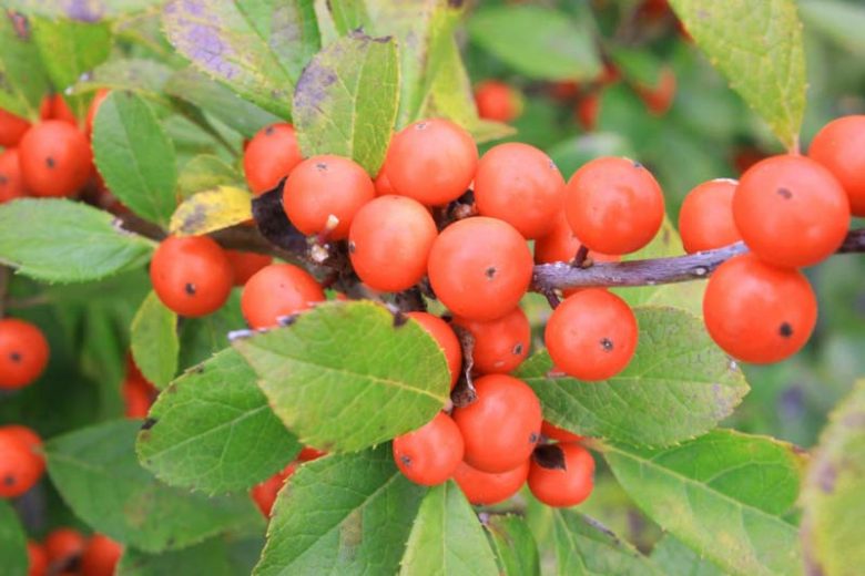 Ilex Verticillata Little Goblin® Orange, Winterberry Little Goblin® Orange, orange berries, evergreen shrub, American winterberry, Aquifoliaceae, Berry, holly, Ilex, winter shrub