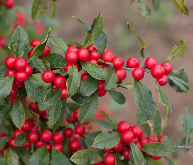 Ilex Verticillata Little Goblin® Red, Winterberry Little Goblin® Red, red berries, evergreen shrub, American winterberry, Aquifoliaceae, Berry, holly, Ilex, winter shrub