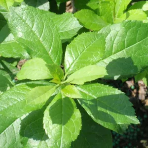 Ilex Verticillata Mr. Poppins®, Winterberry Mr. Poppins®, red berries, evergreen shrub, American winterberry, Aquifoliaceae, Berry, holly, Ilex, winter shrub