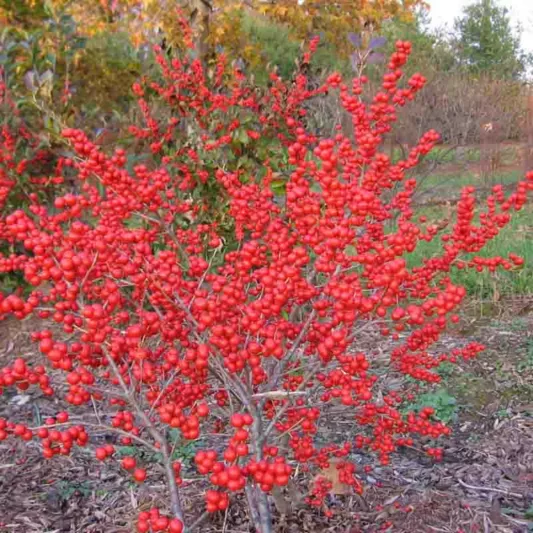 Ilex Verticillata 'Red Sprite', Winterberry 'Red Sprite', red berries, evergreen shrub, American winterberry, Aquifoliaceae, Berry, holly, Ilex, winter shrub