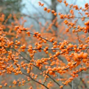 Ilex Verticillata 'Winter Gold', Winterberry 'Winter Gold', golden berries, yellow berries, evergreen shrub, American winterberry, Aquifoliaceae, Berry, holly, Ilex, winter shrub, Winterberry 'Winter Gold', Black Alder 'Winter Gold', Feverbark 'Winter Gold', Swamp Winterberry 'Winter Gold'
