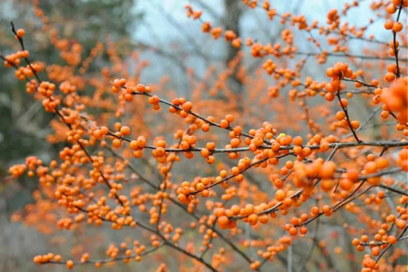 Ilex Verticillata 'Winter Gold', Winterberry 'Winter Gold', golden berries, yellow berries, evergreen shrub, American winterberry, Aquifoliaceae, Berry, holly, Ilex, winter shrub, Winterberry 'Winter Gold', Black Alder 'Winter Gold', Feverbark 'Winter Gold', Swamp Winterberry 'Winter Gold'