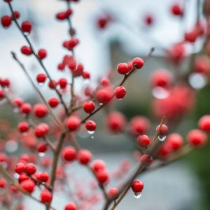 Ilex Verticillata 'Winter Red', Winterberry 'Winter Red', Red berries, evergreen shrub, American winterberry, Aquifoliaceae, Berry, holly, Ilex, winter shrub