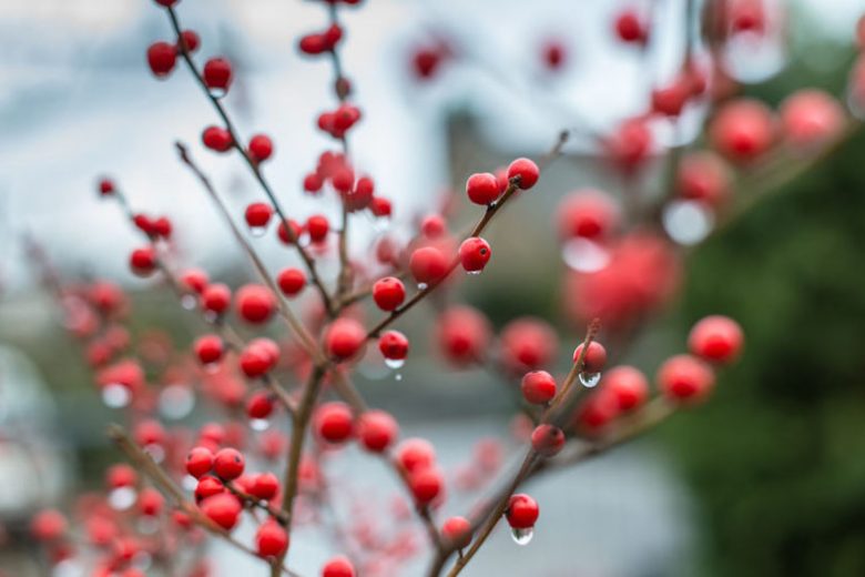 Ilex Verticillata 'Winter Red', Winterberry 'Winter Red', Red berries, evergreen shrub, American winterberry, Aquifoliaceae, Berry, holly, Ilex, winter shrub