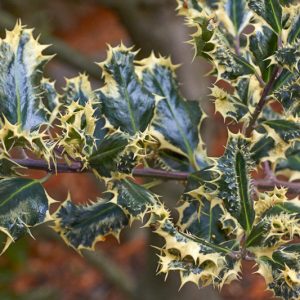 Ilex aquifolium 'Ferox Argentea', Hedgehog Holly, Hedgehog Holly 'Ferox Argentea', variegated Holly, Ilex aquifolium 'Ferox Argentea Marginata', red berries, evergreen shrub, Aquifoliaceae, Berry, holly, Ilex, winter shrub