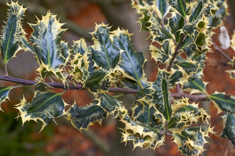 Ilex aquifolium 'Ferox Argentea', Hedgehog Holly, Hedgehog Holly 'Ferox Argentea', variegated Holly, Ilex aquifolium 'Ferox Argentea Marginata', red berries, evergreen shrub, Aquifoliaceae, Berry, holly, Ilex, winter shrub