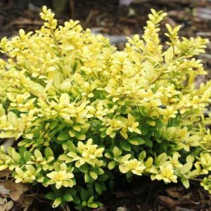 Ilex crenata 'Brass Buckle', Japanese Holly 'Brass Buckle', Brass Buckle Japanese Holly, evergreen shrub, Black Berries, Miniature Shrub, Small Evergreen Shrub, Golden Shrub