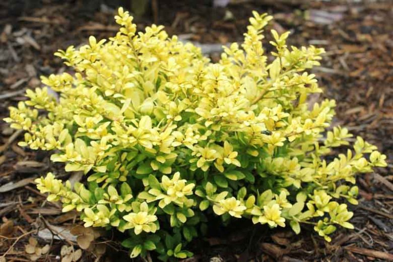 Ilex crenata 'Brass Buckle', Japanese Holly 'Brass Buckle', Brass Buckle Japanese Holly, evergreen shrub, Black Berries, Miniature Shrub, Small Evergreen Shrub, Golden Shrub