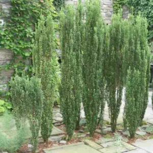 Ilex crenata 'Sky Pencil', Japanese Holly 'Sky Pencil', Sky Pencil Japanese Holly, Fastigiata Group, evergreen shrub, Black Berries, columnar shrub