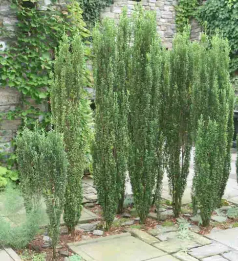 Ilex crenata 'Sky Pencil', Japanese Holly 'Sky Pencil', Sky Pencil Japanese Holly, Fastigiata Group, evergreen shrub, Black Berries, columnar shrub