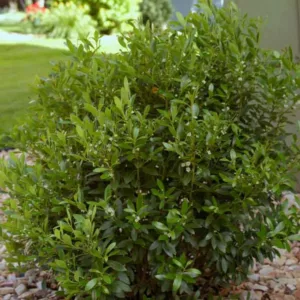 Ilex glabra 'Shamrock', Inkberry 'Shamrock', Gallberry 'Shamrock', Bitter Gallberry 'Shamrock', Evergreen Winterberry 'Shamrock', Inkberry Holly 'Shamrock', Appalachian Tea 'Shamrock', Blue berries, evergreen shrub, Aquifoliaceae, Berry, holly, Ilex, winter shrub