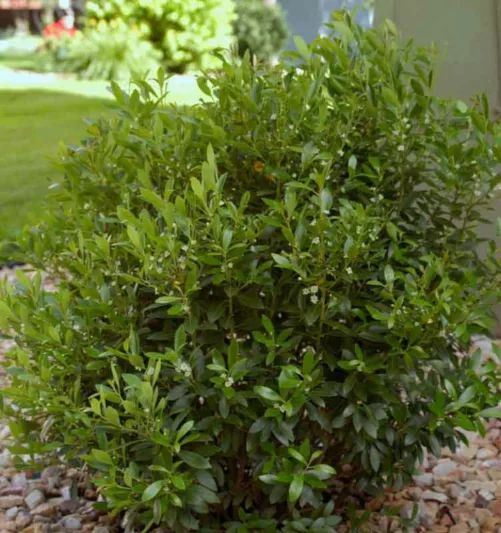 Ilex glabra 'Shamrock', Inkberry 'Shamrock', Gallberry 'Shamrock', Bitter Gallberry 'Shamrock', Evergreen Winterberry 'Shamrock', Inkberry Holly 'Shamrock', Appalachian Tea 'Shamrock', Blue berries, evergreen shrub, Aquifoliaceae, Berry, holly, Ilex, winter shrub