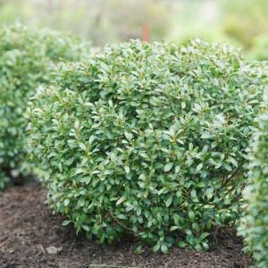 Ilex glabra Strongbox®, Inkberry Strongbox®, Gallberry Strongbox®, Bitter Gallberry Strongbox®, Evergreen Winterberry Strongbox®, Inkberry Holly Strongbox®, Appalachian Tea Strongbox®, Blue berries, evergreen shrub, Aquifoliaceae, Berry, holly, Ilex, wint